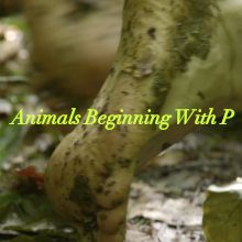 Animals beginning with P